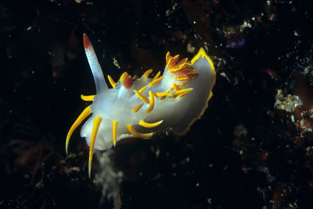 nudi1WS